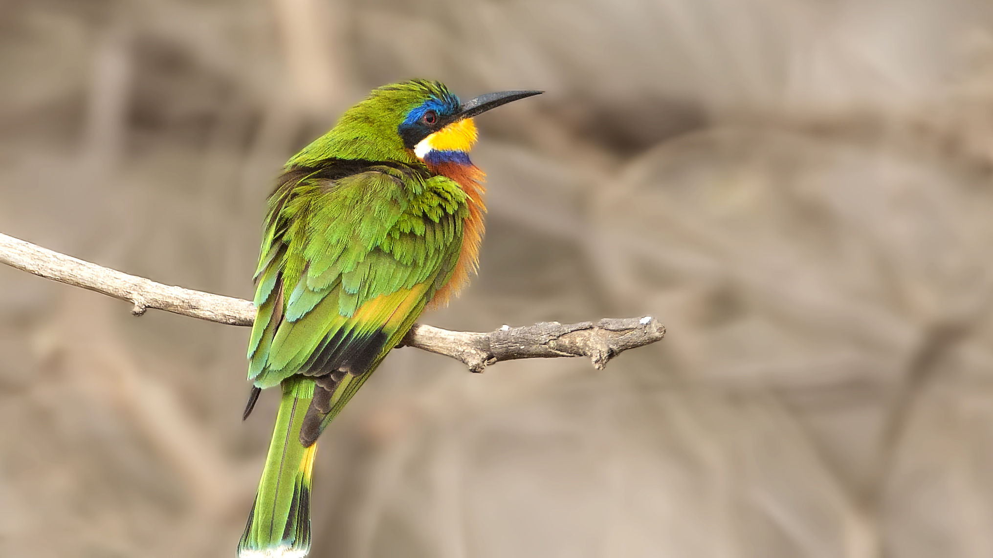 Blue-breasted Bee-eater